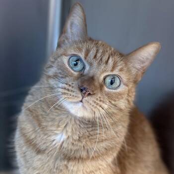 Aaliyah -  Domestic Short Hair Cat for Adoption in Matteson, Illinois - Aaliyah | PetCurious