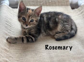 Rosemary  -  Domestic Short Hair Cat Available for Adoption in Oak Bluffs, Massachusetts - Rosemary  | PetCurious
