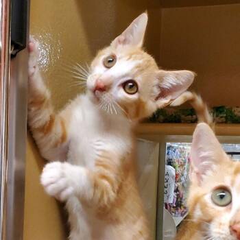 Kumquat -  Domestic Short Hair Cat for Adoption in Hemet, California - Kumquat | PetCurious