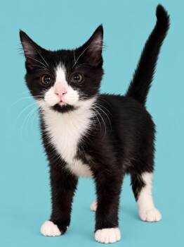 Bandit -  Domestic Short Hair Cat for Adoption in Emerald Isle, North Carolina - Bandit | PetCurious