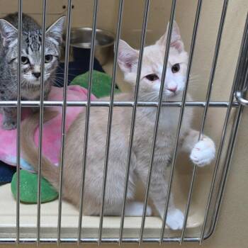 Nathen -  Tabby Cat for Adoption in Clarksville, Virginia - Nathen | PetCurious