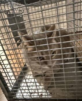 Domestic Short Hair Cats Available for Adoption in Dallas, Texas - PUFF | PetCurious