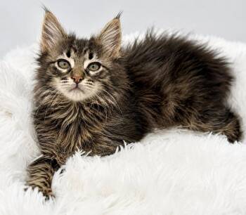 Porcini -  Maine Coon Cat for Adoption in Covington, Louisiana - Porcini | PetCurious