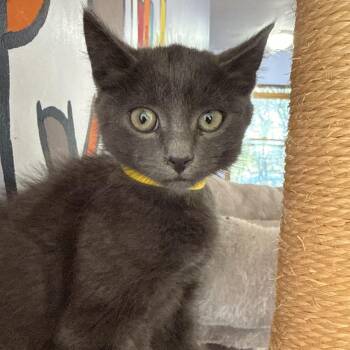 Long John Silver -  Domestic Short Hair Cat for Adoption in Brimfield, Massachusetts - Long John Silver | PetCurious