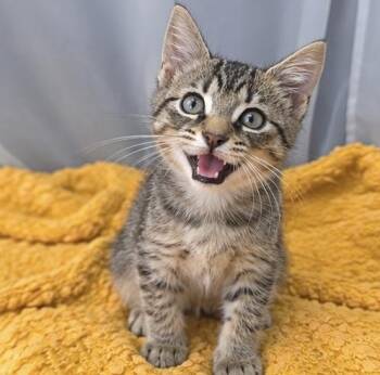Sammy -  Tabby Cat for Adoption in Foley, Alabama - Sammy | PetCurious