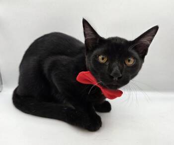 Pepper -  Domestic Short Hair and Bombay Cat for Adoption in Attalla, Alabama - Pepper | PetCurious