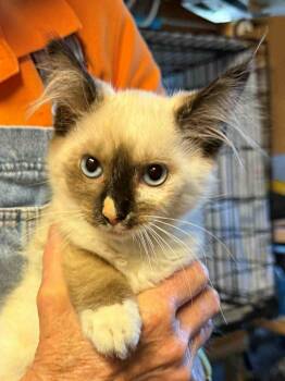 Rescue Domestic Short Hair and Siamese Cats for Adoption in Santa Clara, California - Kes | PetCurious