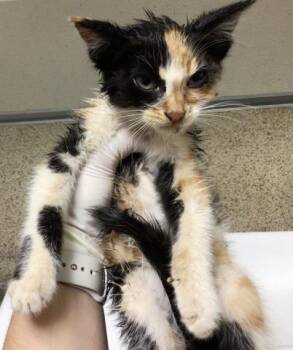 Domestic Short Hair Cats Available for Adoption - XENA | PetCurious