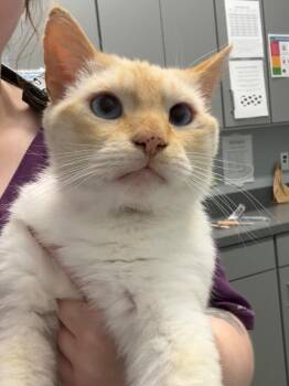 Toasty -  Siamese Cat for Adoption in Bloomington, Indiana - Toasty | PetCurious
