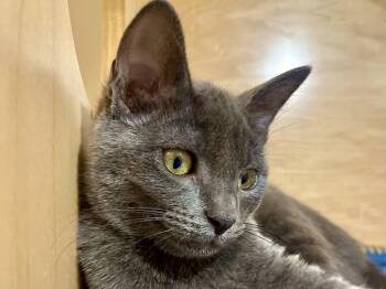 Berryessa (needs to be adopted with littermate) -  Domestic Short Hair Cat for Adoption in Oakland, California - Berryessa (needs To Be Adopted With Littermate) | PetCurious
