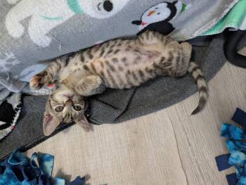 Lagoon -  Domestic Short Hair Cat for Adoption in Raleigh, North Carolina - Lagoon | PetCurious