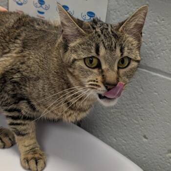 Epona -  Domestic Short Hair Cat for Adoption in West Olive, Michigan - Epona | PetCurious