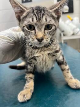 Jason -  Domestic Medium Hair Cat for Adoption in Mobile, Alabama - Jason | PetCurious