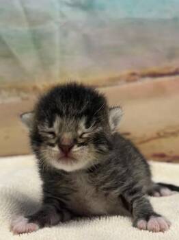 Spanky -  Domestic Short Hair Cat for Adoption in San Antonio, Texas - Spanky | PetCurious