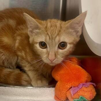 Collings -  Domestic Short Hair Cat for Adoption in Walnut Creek, California - Collings | PetCurious