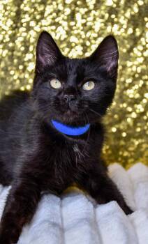 Santana -  Domestic Short Hair Cat for Adoption in Yakima, Washington - Santana | PetCurious