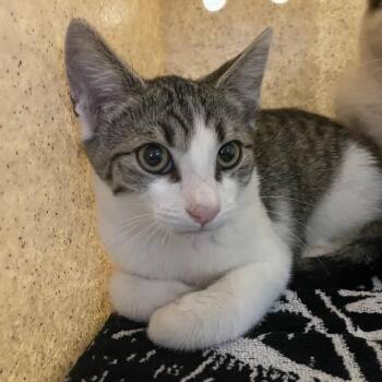 Oatmeal Raisin -  Domestic Short Hair Cat for Adoption in Pasadena, California - Oatmeal Raisin | PetCurious
