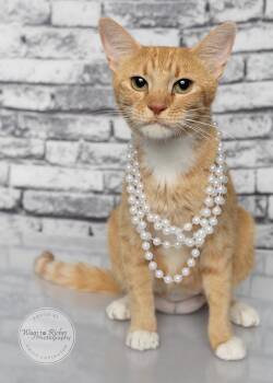 Ariel -  Oriental Tabby and Oriental Short Hair Cat for Adoption in Tuscaloosa, Alabama - Ariel | PetCurious