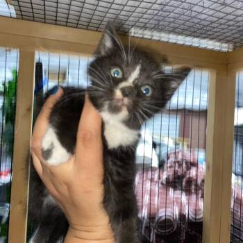Naan -  Domestic Short Hair Cat for Adoption in Los Angeles, California - Naan | PetCurious