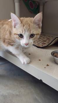 Kristofer - I am at Petsmart Northborough -  Domestic Short Hair Cat for Adoption in East Brookfield, Massachusetts - Kristofer - I Am At Petsmart Northborough | PetCurious