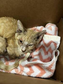 Domestic Short Hair Cats Available for Adoption in Dallas, Texas - RYAN | PetCurious