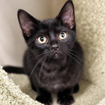 Waterwheel -  Domestic Short Hair Cat for Adoption in Pontiac, Michigan - Waterwheel | PetCurious