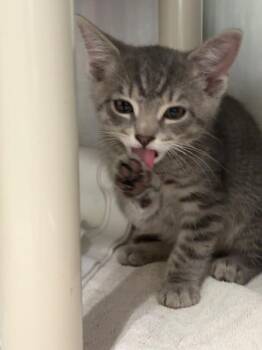 Yeti -  Domestic Short Hair Cat for Adoption in Honesdale, Pennsylvania - Yeti | PetCurious