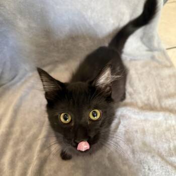 Burger -  Domestic Short Hair Cat for Adoption in Bentonville, Arkansas - Burger | PetCurious