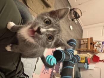 Rescue Domestic Short Hair Cats for Adoption in Greensboro, Georgia - Thimble  -  Athens, GA | PetCurious