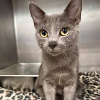 Katherine -  Domestic Short Hair Cat for Adoption in Roanoke, Virginia - Katherine | PetCurious