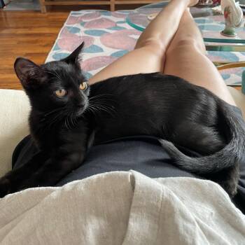 Rudder -  Domestic Short Hair Cat for Adoption - Rudder | PetCurious