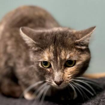 Rescue American Shorthair Cats for Adoption in Poplar Bluff, Missouri - Elsie | PetCurious