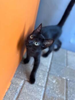 Oliver -  Domestic Short Hair Cat for Adoption - Oliver | PetCurious