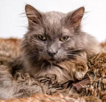 Domestic Medium Hair Cats Available for Adoption in Arlington, Washington - Wilson | PetCurious
