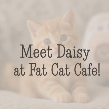Daisy at Fat Cat Cafe -  Domestic Short Hair Cat for Adoption in Tallahassee, Florida - Daisy At Fat Cat Cafe | PetCurious