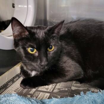 Domestic Short Hair Cats Available for Adoption - Nova | PetCurious