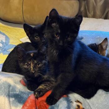 Domestic Short Hair Cats Available for Adoption in Denver, Colorado - FreckleWish | PetCurious