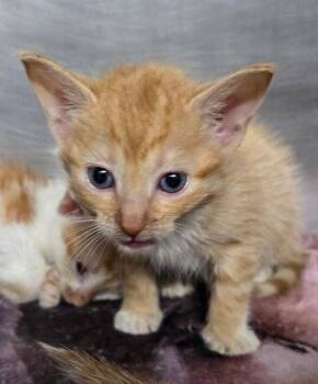 Kilowatt -  Domestic Short Hair Cat for Adoption in Cincinnati, Ohio - Kilowatt | PetCurious