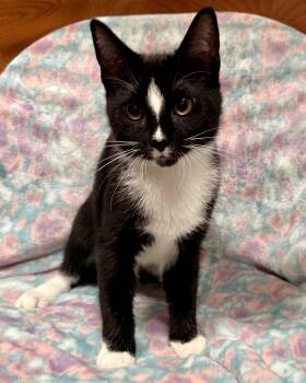 Hadley -  American Shorthair Cat for Adoption in Marvin, North Carolina - Hadley | PetCurious