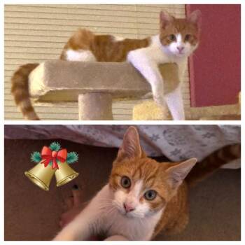 Domestic Short Hair Cats Available for Adoption - Bob | PetCurious