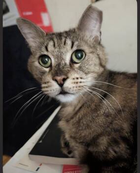 Simon Elderpaws -  Domestic Short Hair and Tabby Cat for Adoption in Chandler, Arizona - Simon Elderpaws | PetCurious