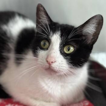 Gracie -  Domestic Short Hair Cat for Adoption in Matteson, Illinois - Gracie | PetCurious