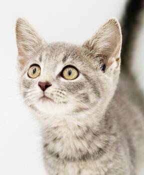 Ranger is RIDICULOUSLY SWEET - fell out of a car engine -  Silver and Tabby Cat for Adoption in Bedford Hills, New York - Ranger Is RIDICULOUSLY SWEET - Fell Out Of A Car Engine | PetCurious
