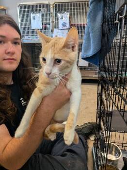 Hammy -  Domestic Short Hair Cat for Adoption in Cincinnati, Ohio - Hammy | PetCurious