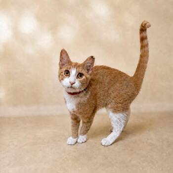 Bingo -  Domestic Short Hair Cat for Adoption in Hopewell, Virginia - Bingo | PetCurious