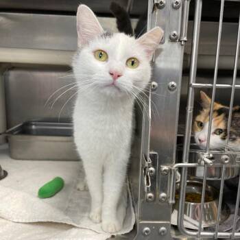 Domestic Short Hair Cats Available for Adoption - Snowball | PetCurious