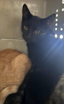 Havarti -  Domestic Short Hair Cat for Adoption in Lemoore, California - Havarti | PetCurious