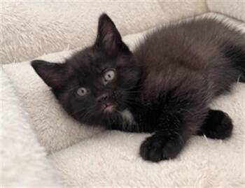 CHICKPEA -  Domestic Short Hair Cat for Adoption in Ames, Iowa - CHICKPEA | PetCurious