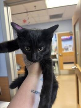 Rescue Domestic Short Hair Cats for Adoption in Chamblee, Georgia - Andrus -pink | PetCurious