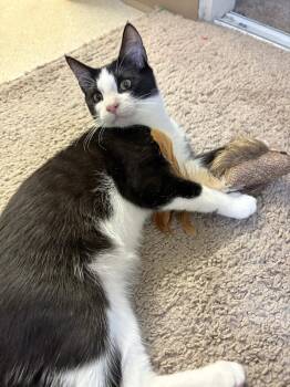 Redwood -  Domestic Short Hair Cat for Adoption in Davis, California - Redwood | PetCurious